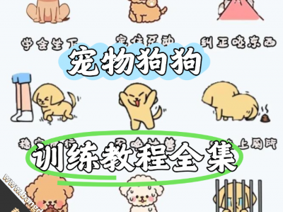 【36G 10+训练方式】爱宠狗狗养育训练教程